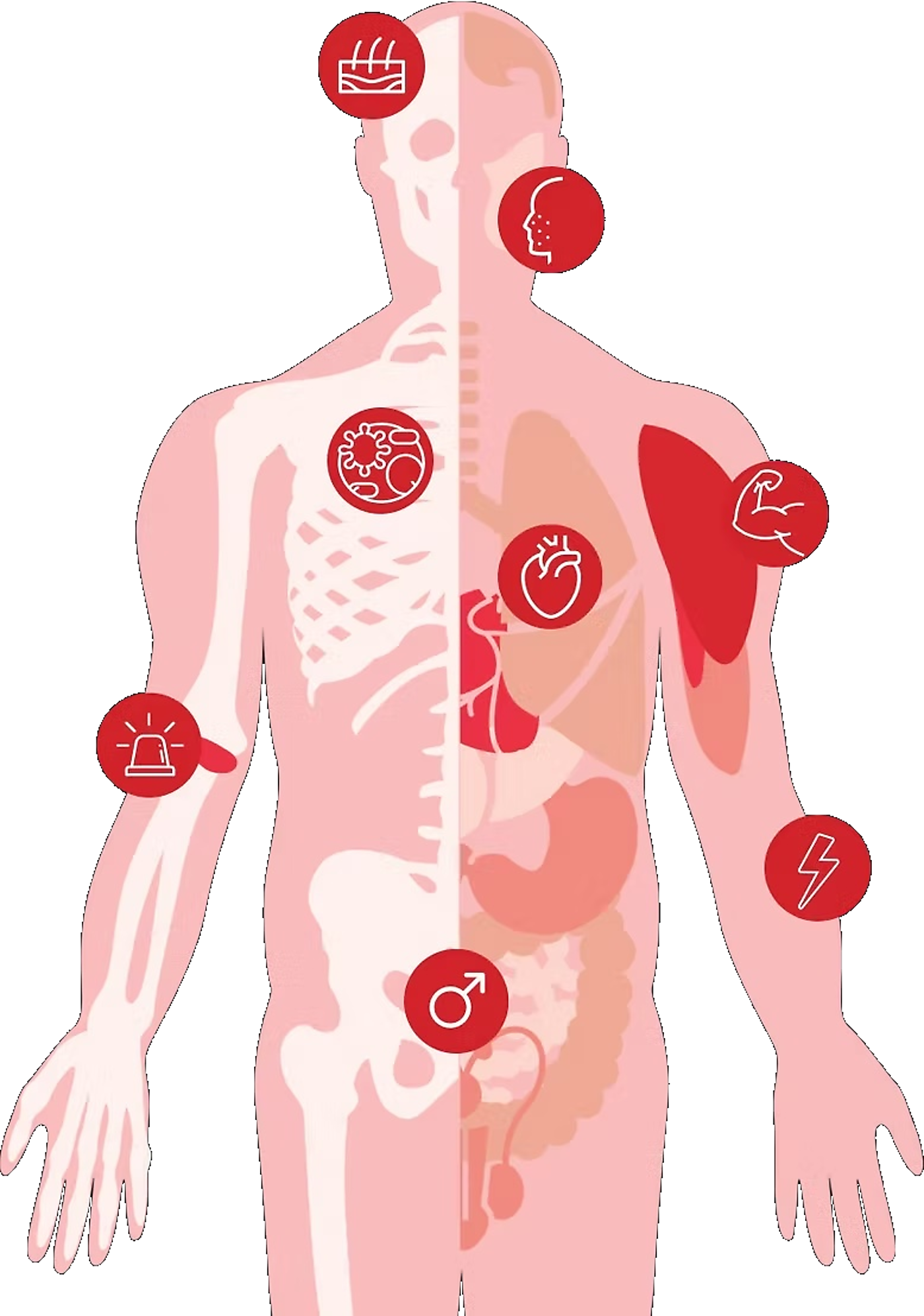 Illustration of body areas commonly discussed in relation to light therapy